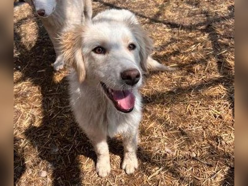 BUBBLES - Hunde-Teenagerin auf Familiensuche!