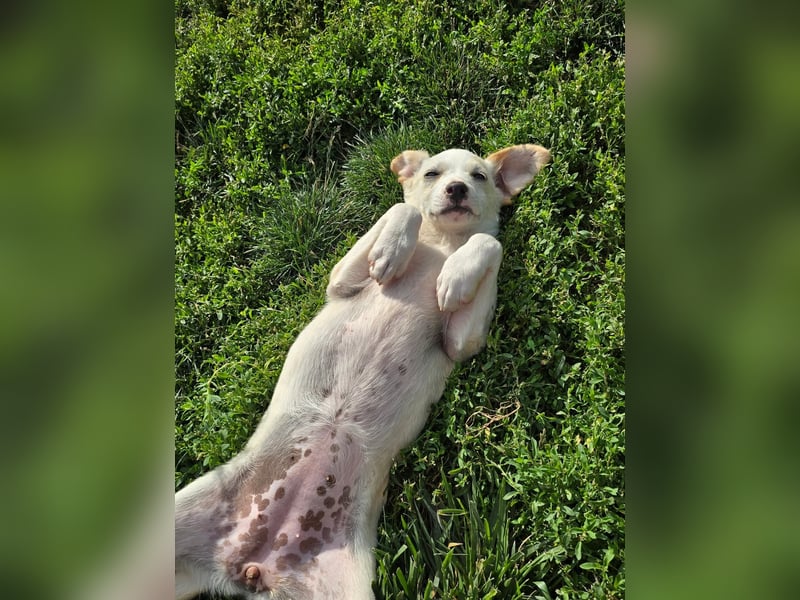 MELISSA - liebt es auf dem Schoß zu kuscheln!