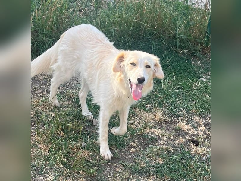 BUBBLES - Hunde-Teenagerin auf Familiensuche!