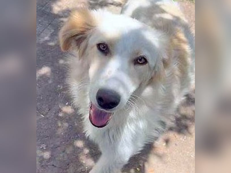 BUBBLES - Hunde-Teenagerin auf Familiensuche!