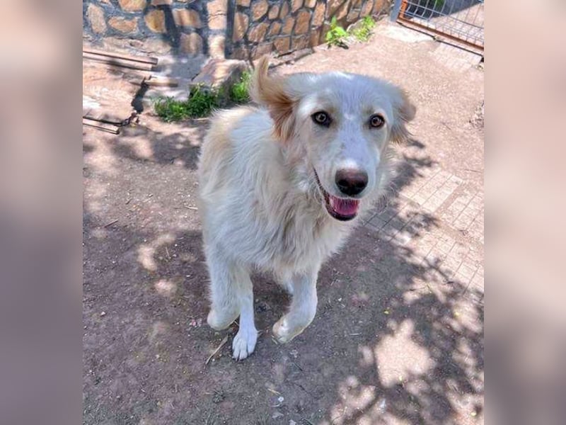 BUBBLES - Hunde-Teenagerin auf Familiensuche!