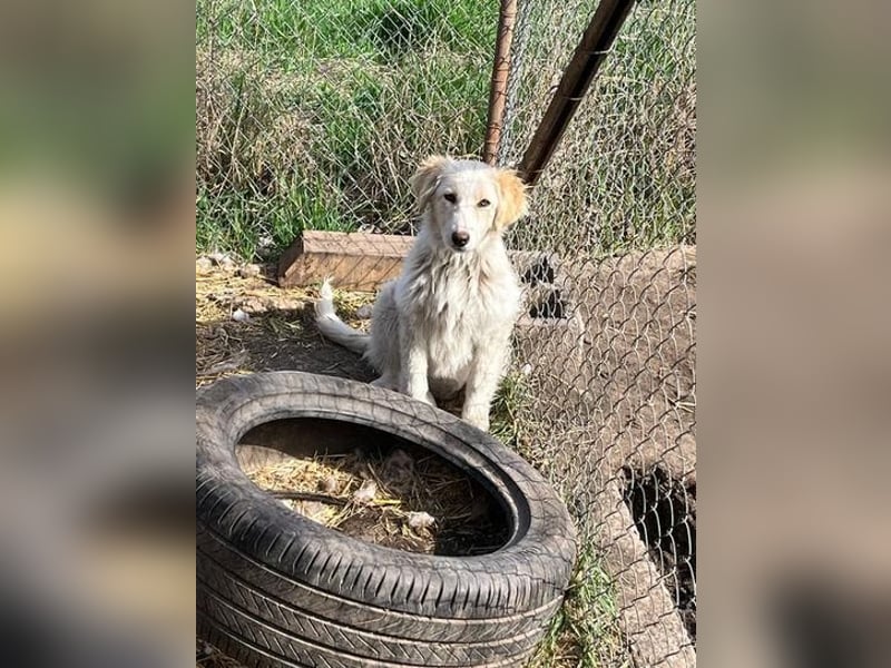 BUBBLES - Hunde-Teenagerin auf Familiensuche!