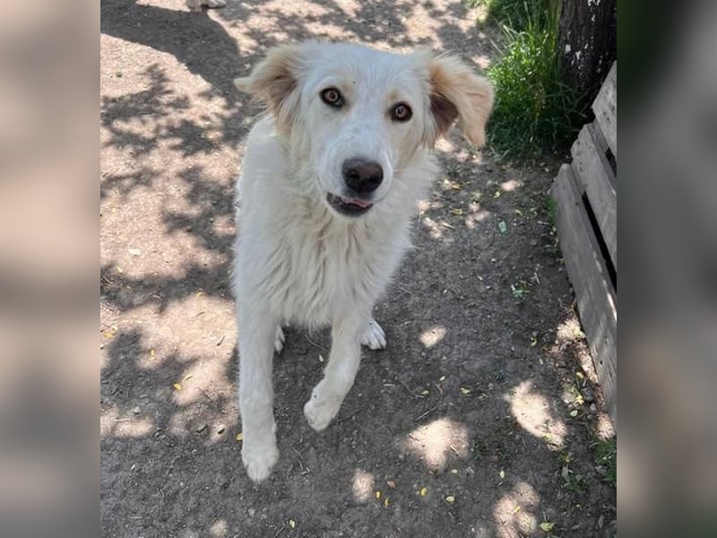 BUBBLES - Hunde-Teenagerin auf Familiensuche!