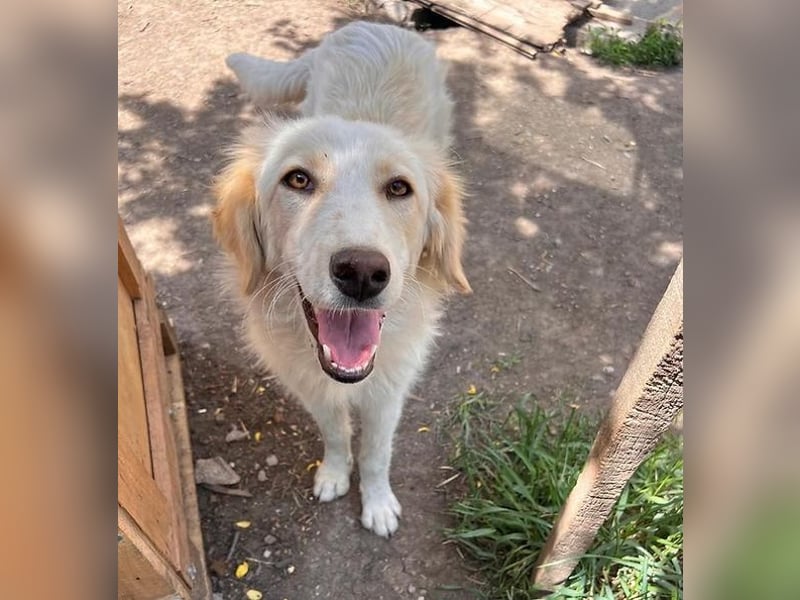 BUBBLES - Hunde-Teenagerin auf Familiensuche!