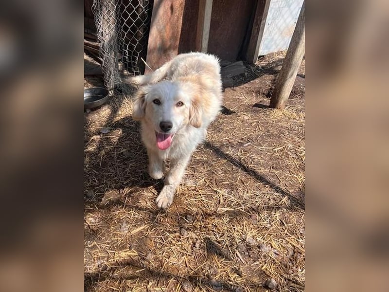 BUBBLES - Hunde-Teenagerin auf Familiensuche!