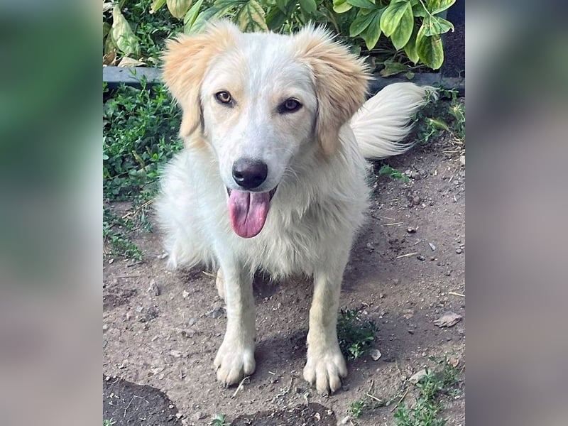 BUBBLES - Hunde-Teenagerin auf Familiensuche!