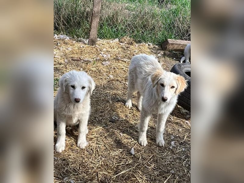 BUBBLES - Hunde-Teenagerin auf Familiensuche!