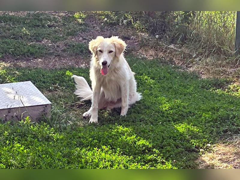 BUBBLES - Hunde-Teenagerin auf Familiensuche!