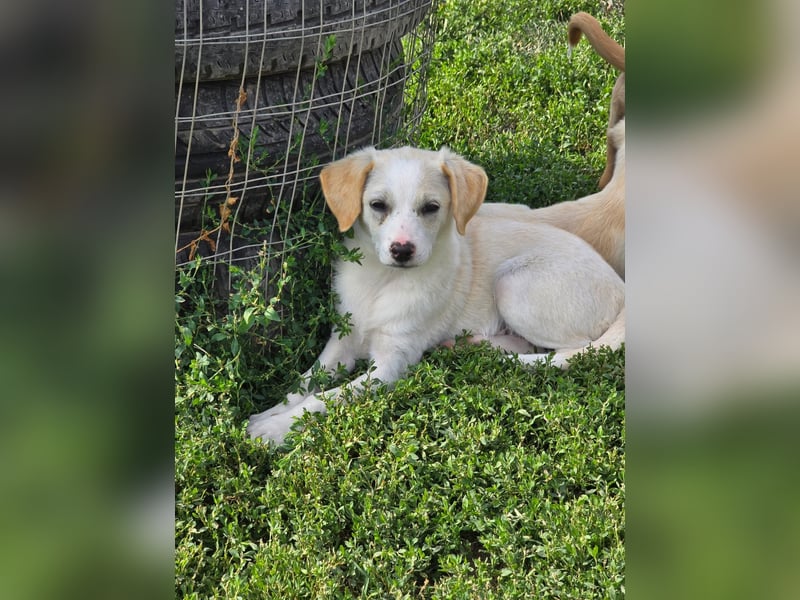 MELISSA - liebt es auf dem Schoß zu kuscheln!