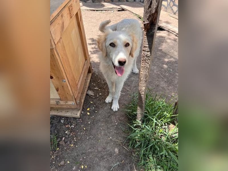BUBBLES - Hunde-Teenagerin auf Familiensuche!