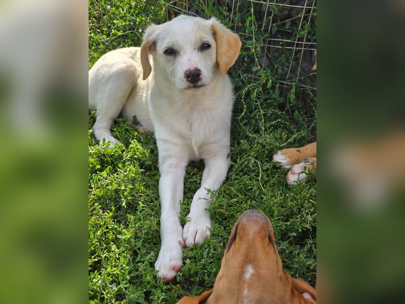 MELISSA - liebt es auf dem Schoß zu kuscheln!