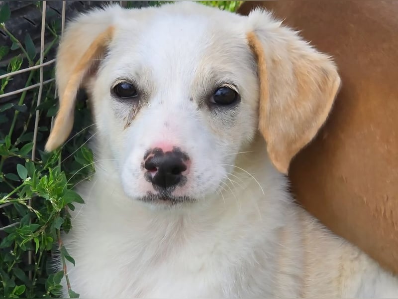 MELISSA - liebt es auf dem Schoß zu kuscheln!