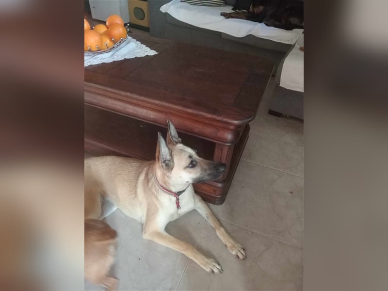 Liebe PRINCESA sucht ihr Traumkörbchen