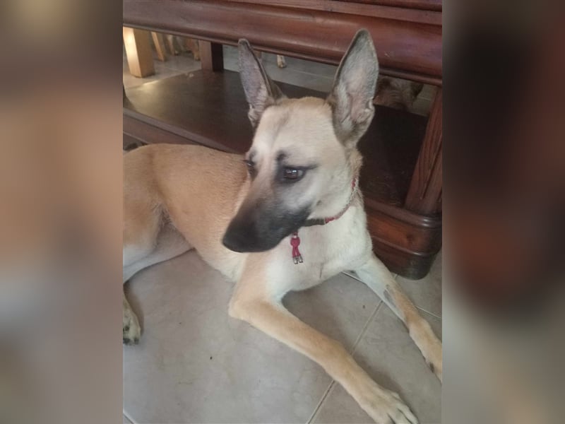 Liebe PRINCESA sucht ihr Traumkörbchen