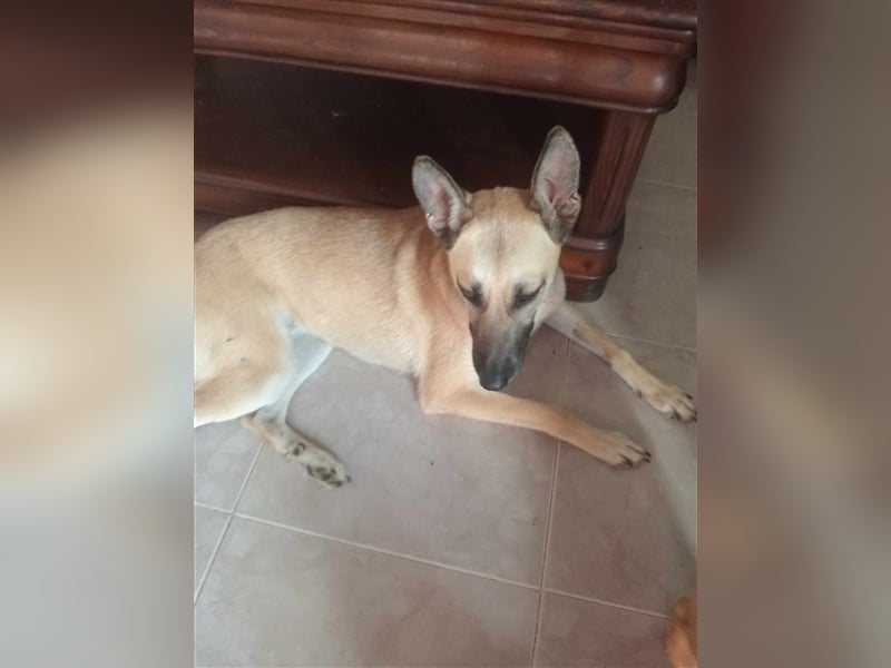 Liebe PRINCESA sucht ihr Traumkörbchen