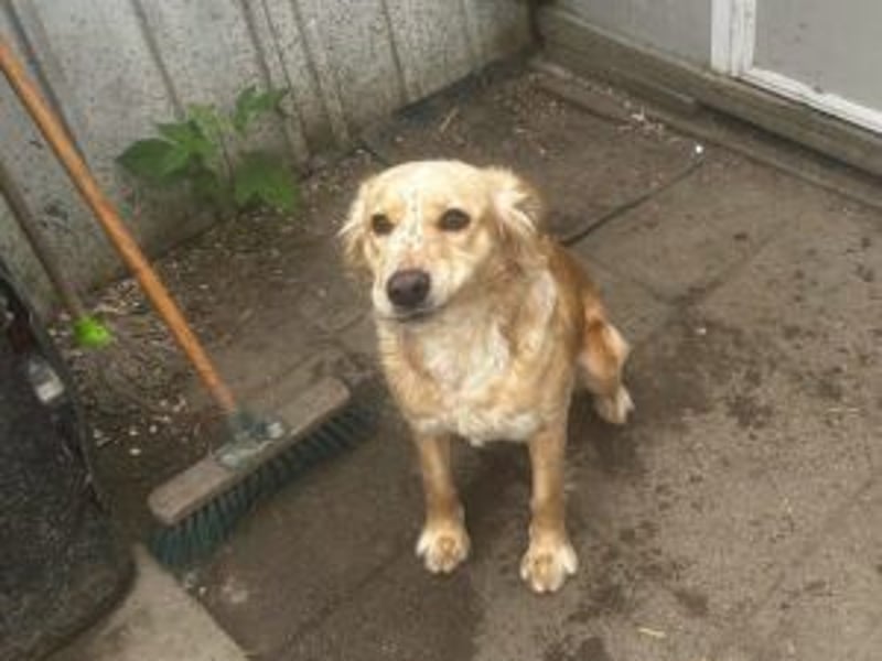 Nala: Verschmuste Hündin sucht eine neue Familie