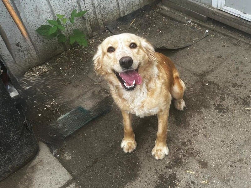 Nala: Verschmuste Hündin sucht eine neue Familie