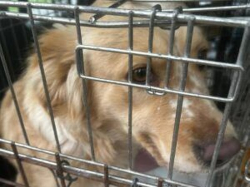 Nala: Verschmuste Hündin sucht eine neue Familie