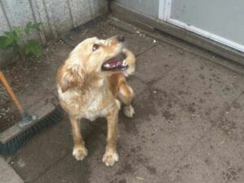 Nala: Verschmuste Hündin sucht eine neue Familie