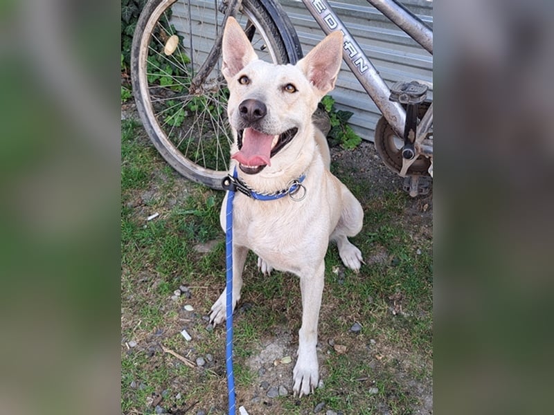 Penny ( * 01.2021 ) sucht ein liebes Zuhause