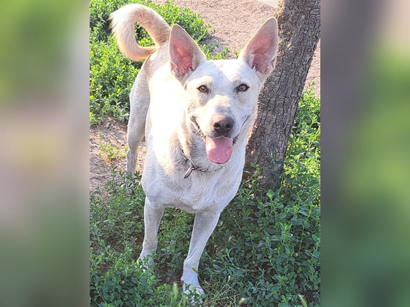 Penny ( * 01.2021 ) sucht ein liebes Zuhause