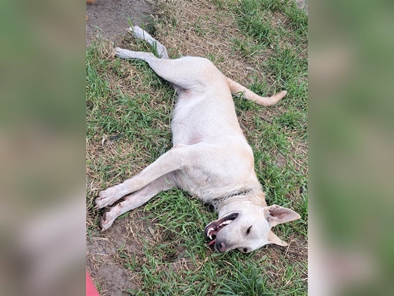 Penny ( * 01.2021 ) sucht ein liebes Zuhause