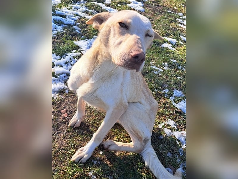 Penny ( * 01.2021 ) sucht ein liebes Zuhause
