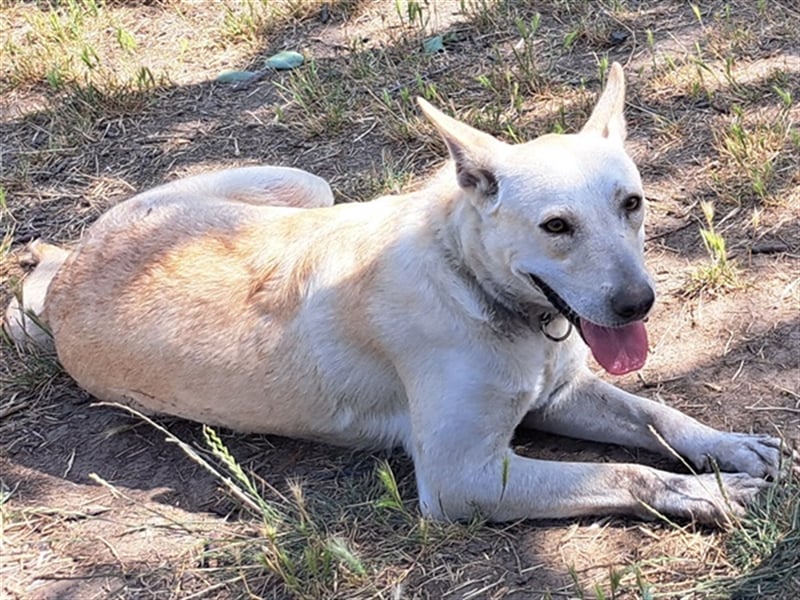Penny ( * 01.2021 ) sucht ein liebes Zuhause