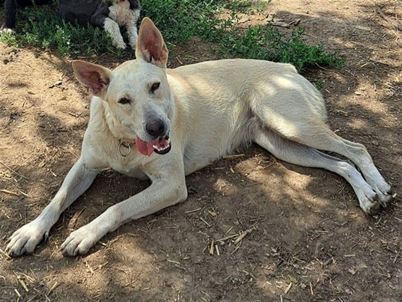 Penny ( * 01.2021 ) sucht ein liebes Zuhause