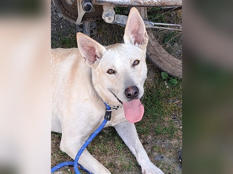 Penny ( * 01.2021 ) sucht ein liebes Zuhause