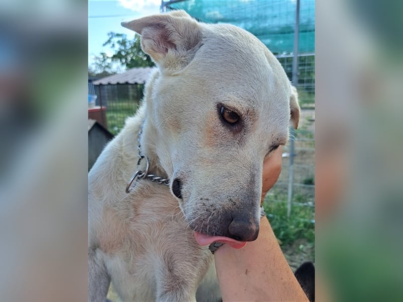 Penny ( * 01.2021 ) sucht ein liebes Zuhause