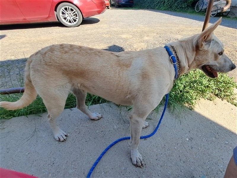 Penny ( * 01.2021 ) sucht ein liebes Zuhause