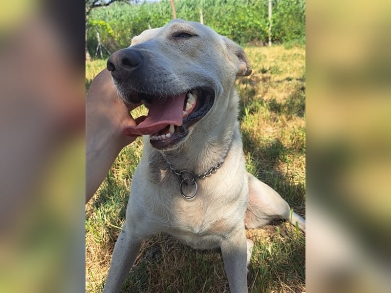 Penny ( * 01.2021 ) sucht ein liebes Zuhause
