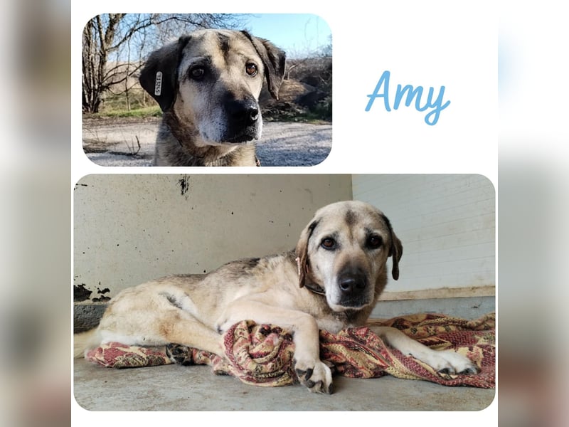 Amy