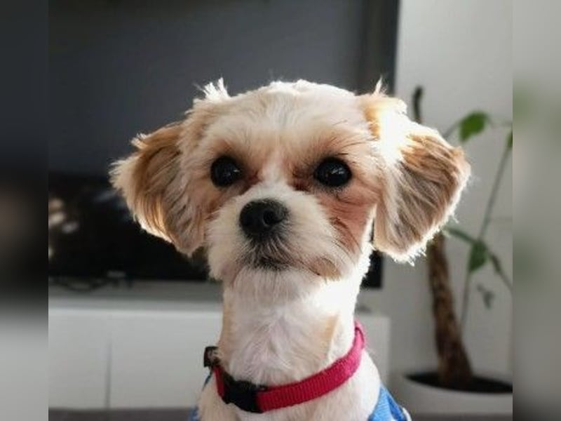 Unsere verschmuste, liebe Lou sucht ihre Menschen