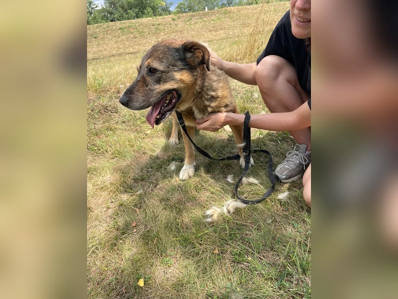 Großer Kuschelhund Original wäre gerne Einzelhund !