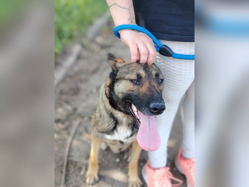 Die liebe Valentina sucht ein Zuhause !