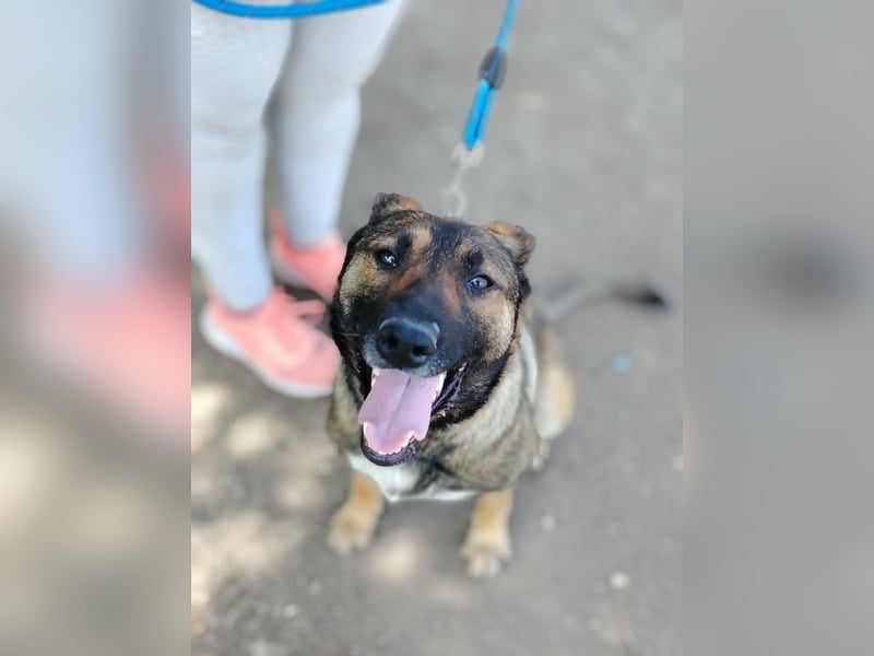 Die liebe Valentina sucht ein Zuhause !