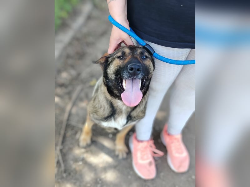 Die liebe Valentina sucht ein Zuhause !