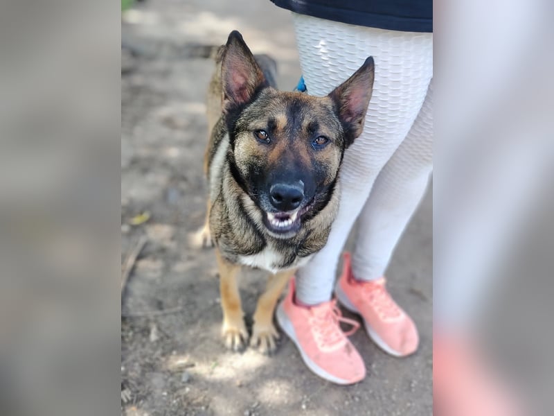 Die liebe Valentina sucht ein Zuhause !