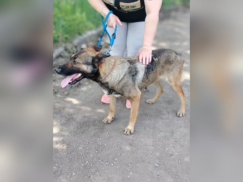 Die liebe Valentina sucht ein Zuhause !