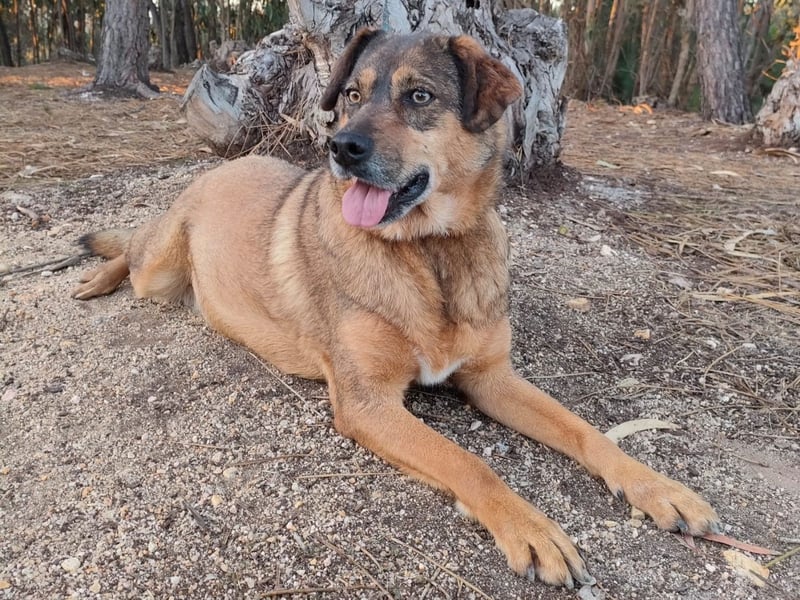 SENTA sucht liebevolles Zuhause