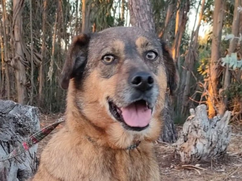 SENTA sucht liebevolles Zuhause