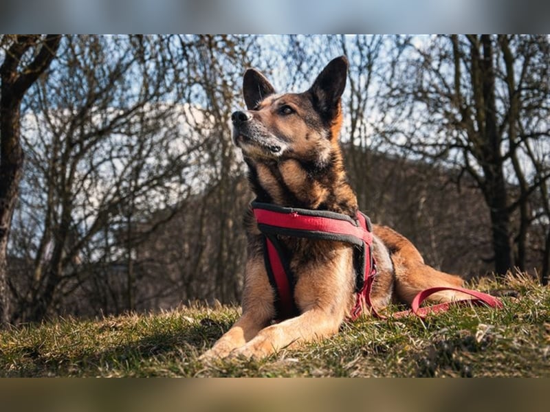 Loba  sucht ihr Sofa