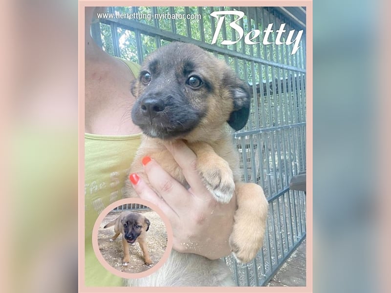 Betty, zuckersüsse Hummel, der ideale Familienhund