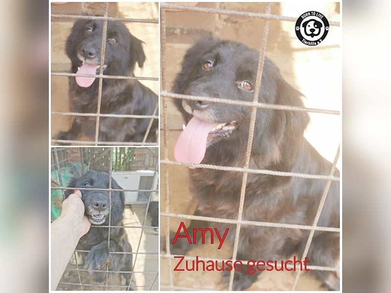 AMY, zuckersüsse Hummel