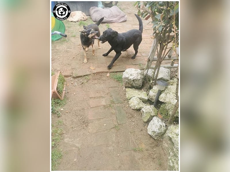 TÜTÜ, der ideale Familienhund