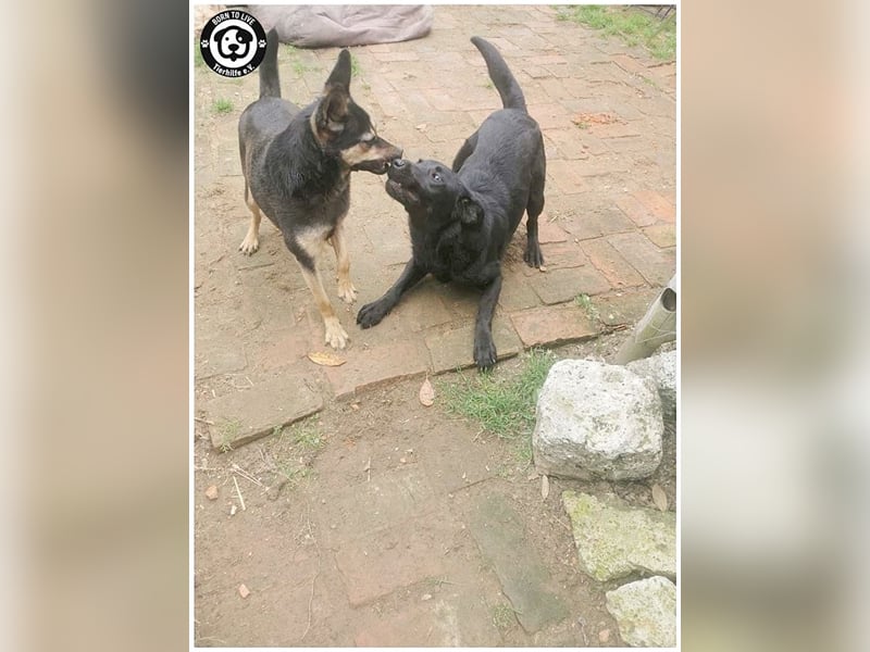 TÜTÜ, der ideale Familienhund