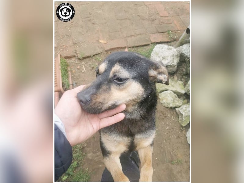 TÜTÜ, der ideale Familienhund