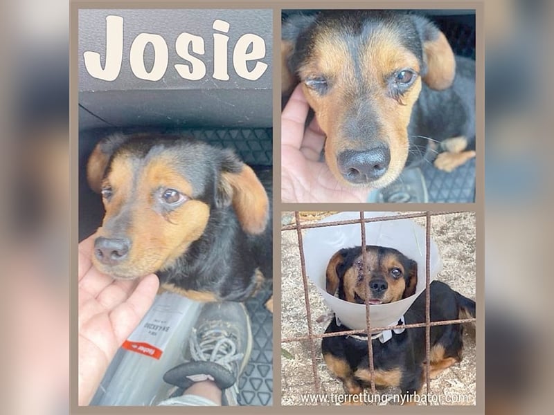 JOSIE, kleine Piratin. Ein Goldstück